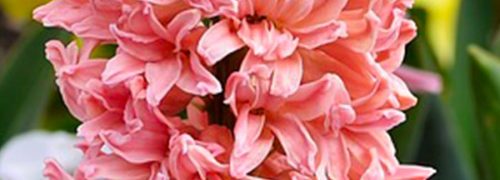 notes-olfactives-jacinthe