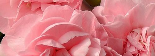 notes-olfactives__0004_roses-1463562_1920