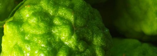 notes-olfactives_bergamote