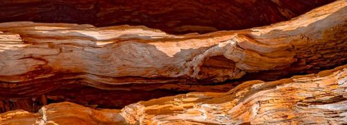 notes-olfactives_cedre