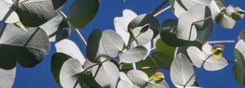 notes-olfactives_eucalyptus