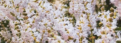 notes-olfactives_myrrhe