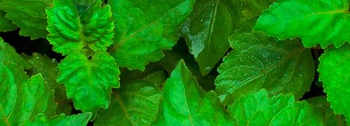 notes-olfactives_patchouli