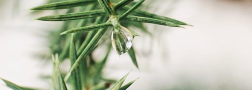 notes-olfactives_pin