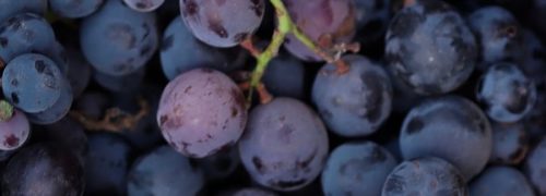 notes-olfactives_raisin