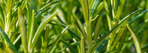 notes-olfactives_romarin